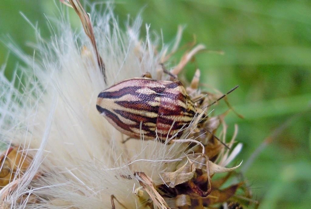 Scutelleridae:  Odontotarsus purpureeolineatus